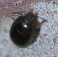 Platydema micans