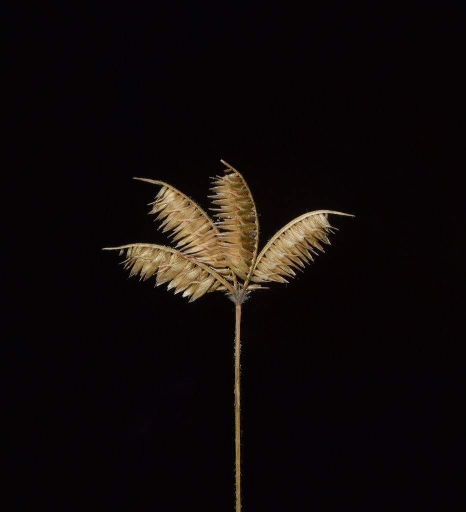Dactyloctenium scindicum