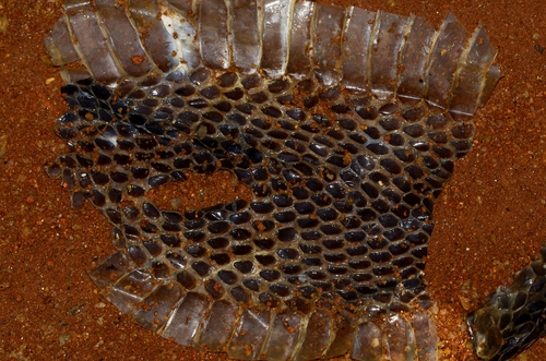 Black Forest Cobra