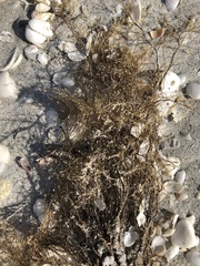 Thyroscyphus ramosus