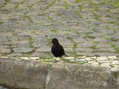 Turdus merula azorensis