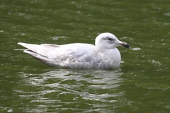 Larus glaucescens × hyperboreus