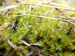 Ptychostomum pallescens