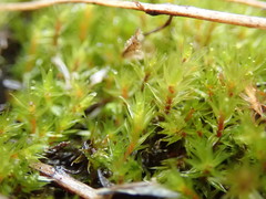 Ptychostomum pallescens