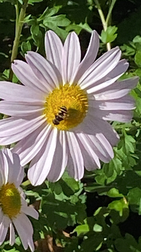 Unknown species found near Barbara St, Westfield, MA, US