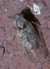 Melanoliarus aridus
