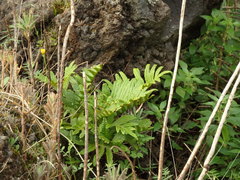 Polypodium macaronesicum azoricum