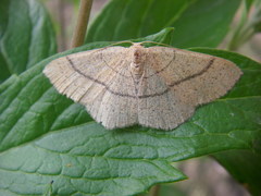 Cyclophora ruficiliaria