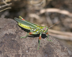 Hesperotettix viridis viridis
