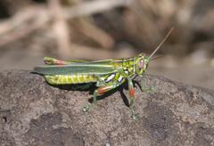 Hesperotettix viridis viridis