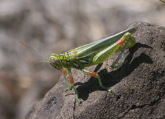 Hesperotettix viridis viridis