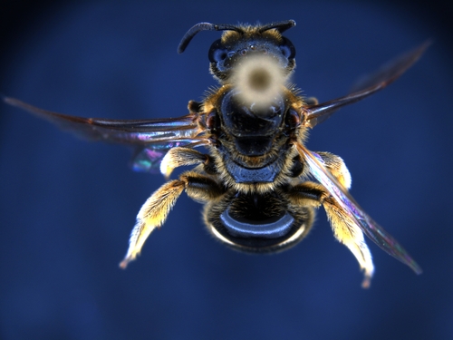 iNaturalist observation photo of Lasioglossum