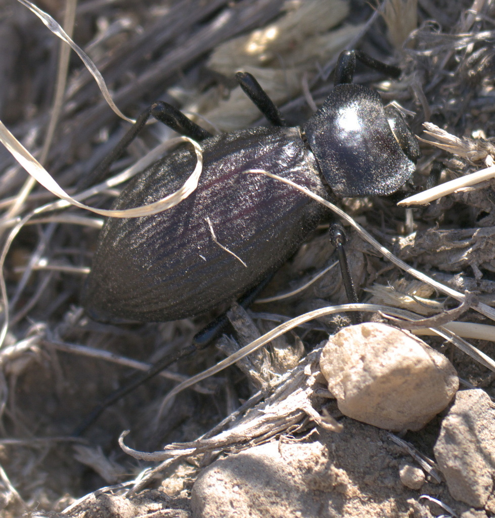 Philolithus elatus
