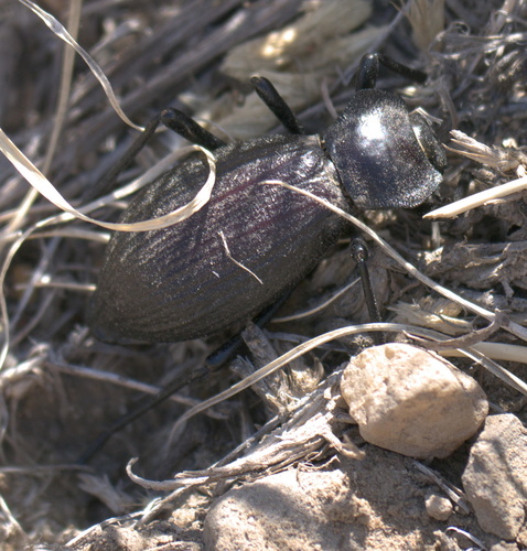 Philolithus elatus
