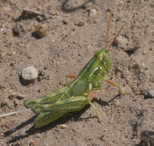 Campylacantha olivacea