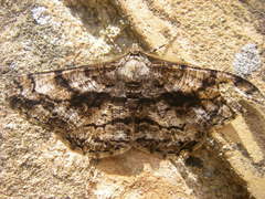Peribatodes umbraria