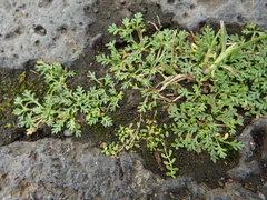 Soliva stolonifera
