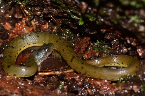 African Brown Water Snake