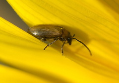 Metrioidea