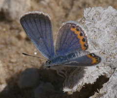 Icaricia lupini texanus