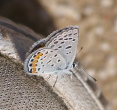 Icaricia lupini texanus