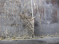 Alucita grammodactyla