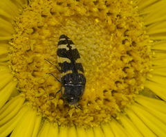 Acmaeodera macra