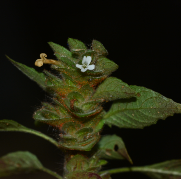 Phaulopsis dorsiflora