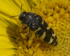 Acmaeodera macra