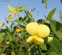 Vigna luteola