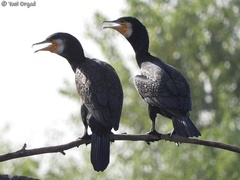 Phalacrocorax carbo