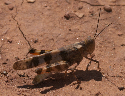 Say's Grasshopper photo 3