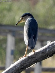 Nycticorax nycticorax