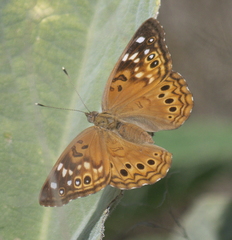 Asterocampa celtis antonia