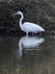 Ardea alba