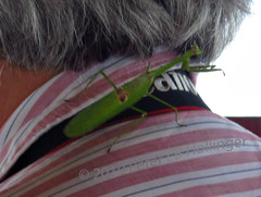 Stagmatoptera binotata