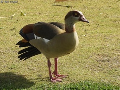 Alopochen aegyptiaca