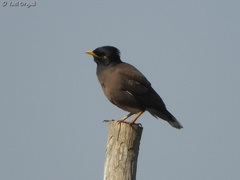 Acridotheres tristis