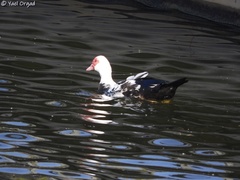 Cairina moschata domestica