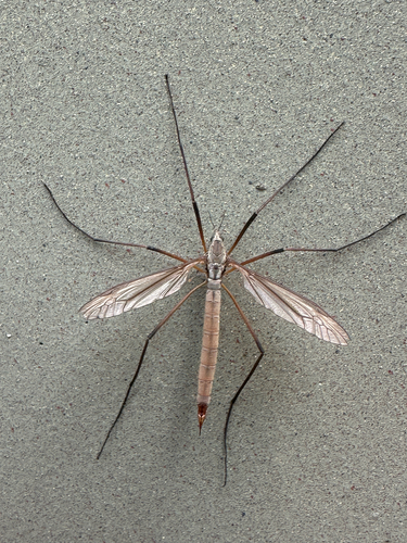 Unknown species found near Ring Rd, Oak Bay, BC, CA