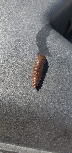 Unknown species found near Normal, IL, USA