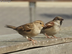 Passer domesticus