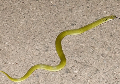 Green Keelback