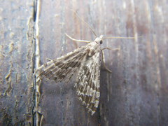 Alucita grammodactyla