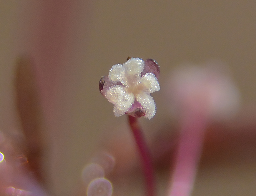 Nechamandra alternifolia