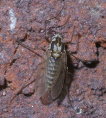 Procladius bellus