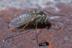 Procladius bellus