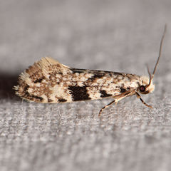 Nemapogon auropulvella