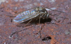 Procladius bellus