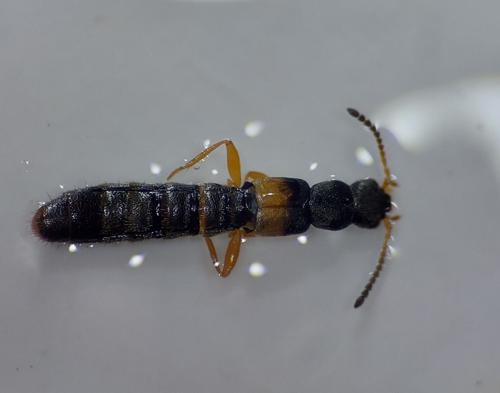 Hygronoma dimidiata